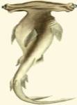 Shark Tale I by Frederick P. Nodder