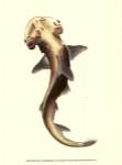 Shark Tale II by Frederick P. Nodder