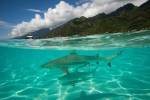 Sharks in the Pacific Ocean, Moorea, Tahiti, French Polynesia by Panoramic Images