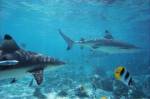 Sharks swimming in the sea