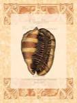 Shell Botanical IV