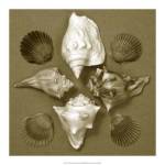 Shell Collector Series III by Renee Stramel