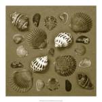 Shell Collector Series V by Renee Stramel