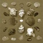 Shell Collector Series VI by Renee Stramel