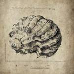 Shell I by Sidney Paul and Co.