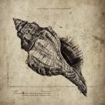 Shell III by Sidney Paul and Co.
