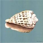 Shell on Aqua II by Abby White