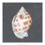 Shell on Slate I by Megan Meagher