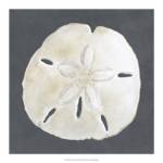 Shell on Slate II by Megan Meagher
