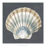 Shell on Slate III by Megan Meagher