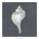 Shell on Slate IV by Megan Meagher