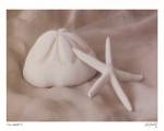 Shell Sonnet I by Judy Mandolf