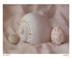 Shell Sonnet II by Judy Mandolf