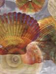 Shell Suite II by Robert Mertens