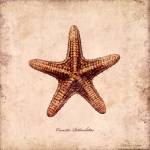 Shells III by Stephanie Marrott