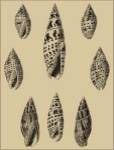 Shells On Khaki IV by Denis Diderot
