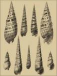 Shells On Khaki IX by Denis Diderot