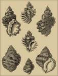 Shells On Khaki V by Denis Diderot
