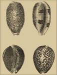 Shells On Khaki VI by Denis Diderot