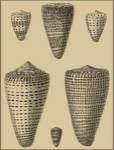 Shells On Khaki VII by Denis Diderot