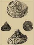 Shells On Khaki VIII by Denis Diderot