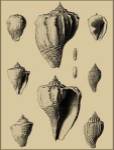 Shells On Khaki X by Denis Diderot