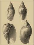 Shells On Khaki XI by Denis Diderot