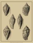 Shells On Khaki XII by Denis Diderot
