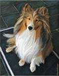 Sheltie Bred to Bark by Robert McClintock