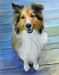 Sheltie the Eyes Have it by Robert McClintock