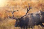 Shooting the Bull by Darren White Photography