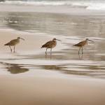 Shore Birds II by Danita Delimont