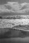 Shorebirds, Point Reyes by Marty Knapp