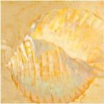 Shoreline Shells IV by Lorraine Vail