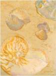 Shoreline Shells VI by Lorraine Vail