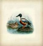 Shoveler by J.G. Keuleman