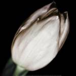 Shy by Todd McPhetridge