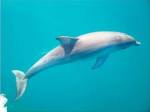 Side profile of a dolphin underwater