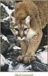 Silent Approach by Jan Henderson