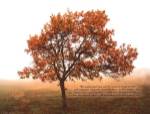 Silent Oak by Vitaly Geyman