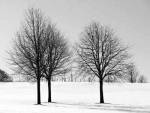 Silhouettes Of Winter I by Ilona Wellmann
