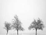 Silhouettes Of Winter II by Ilona Wellmann