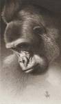 Silver Back, The Gorilla by Frank Caldwell