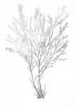 Silver Foil Algae I - Metallic Foil by Jennifer Goldberger
