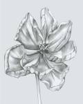 Silvery Blue Tulips IV by Jennifer Goldberger