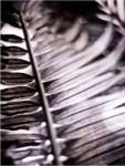 Silvery Frond I by Emily Robinson