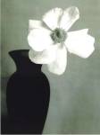 Single Anemone by Steven N. Meyers