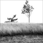 Single Tree Above by Harold Silverman