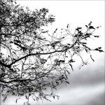 Sky Blue Shadows by Harold Silverman