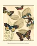 Sm. Graphic Butterflies I (P) by Megan Meagher
